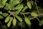 Balanites aegyptiaca var. aegyptiaca