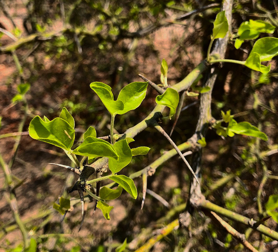 Balanites aegyptiaca var. aegyptiaca Balanites aegyptiaca var. aegyptiaca