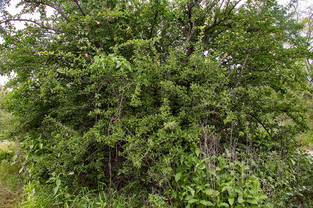 Balanites aegyptiaca var. aegyptiaca Balanites aegyptiaca var. aegyptiaca