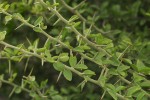 Balanites aegyptiaca var. aegyptiaca