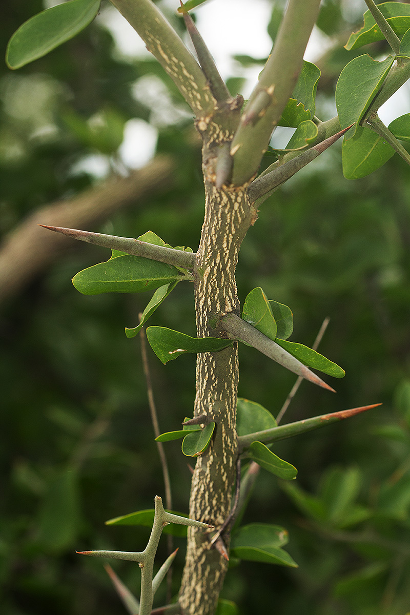Balanites aegyptiaca var. aegyptiaca Balanites aegyptiaca var. aegyptiaca