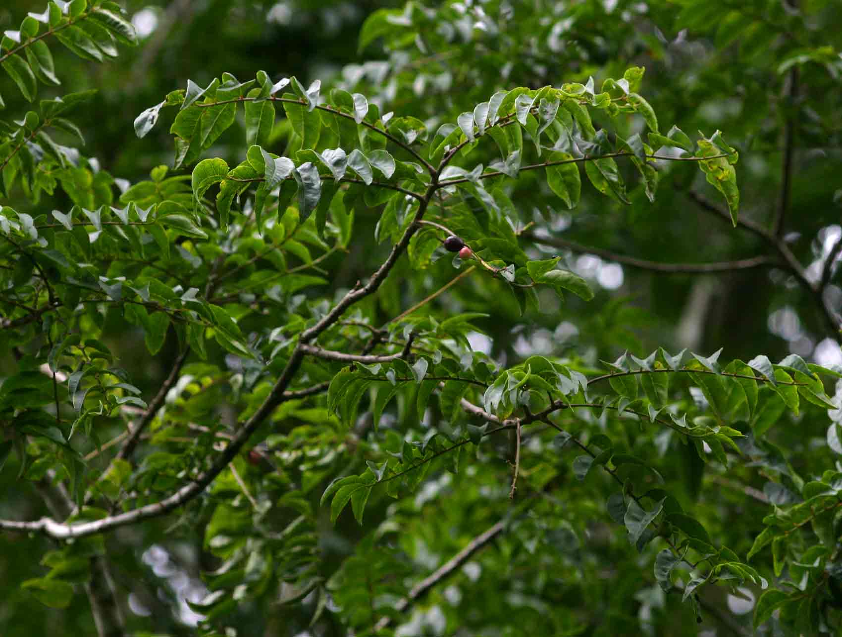 Clausena anisata Clausena anisata