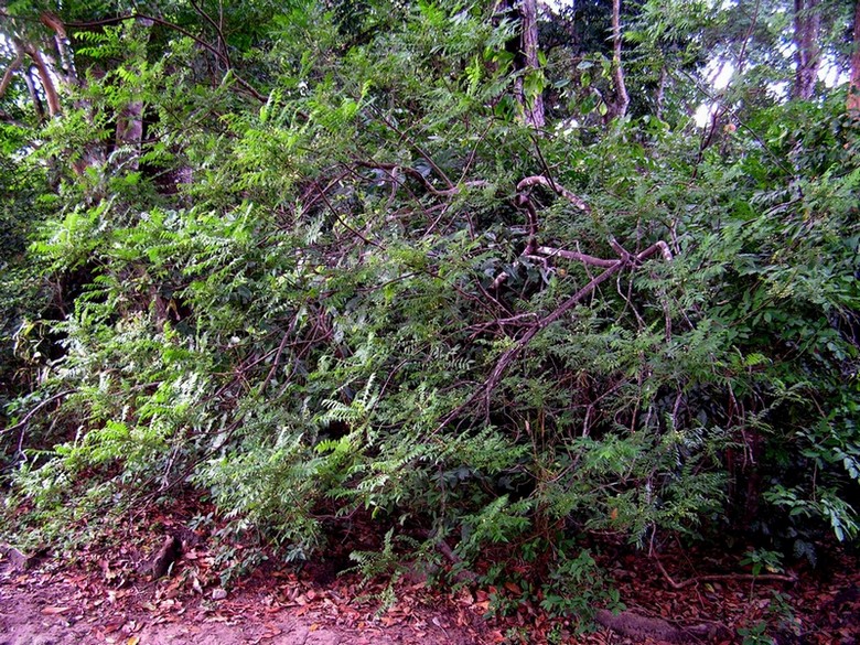 Clausena anisata Clausena anisata