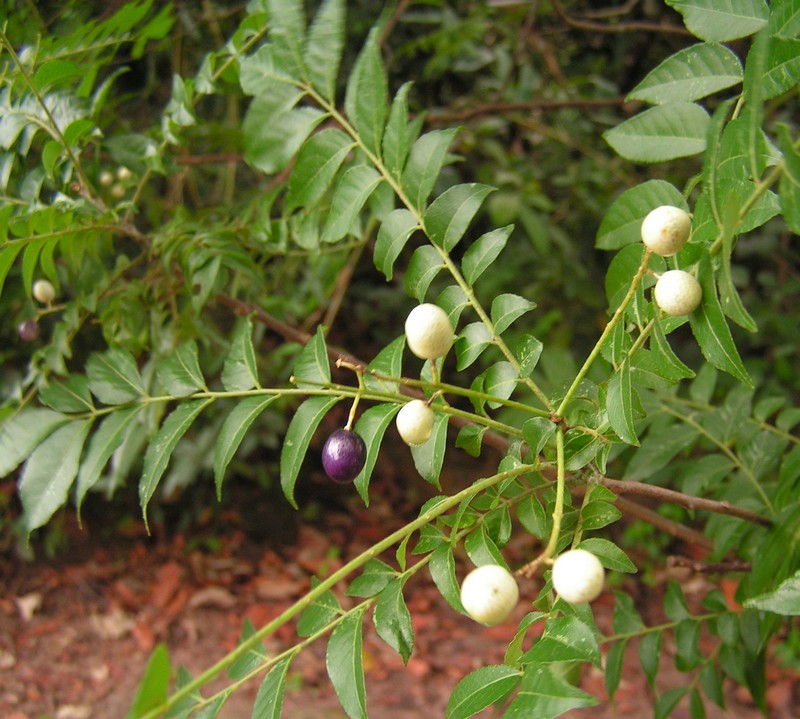 Clausena anisata Clausena anisata