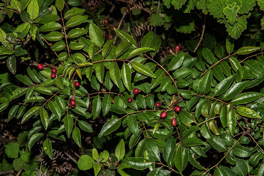 Clausena anisata Clausena anisata