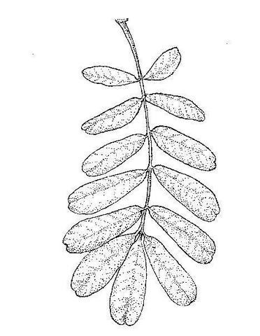 Trichilia emetica subsp. emetica Trichilia emetica subsp. emetica