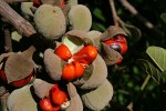 Trichilia emetica subsp. emetica
