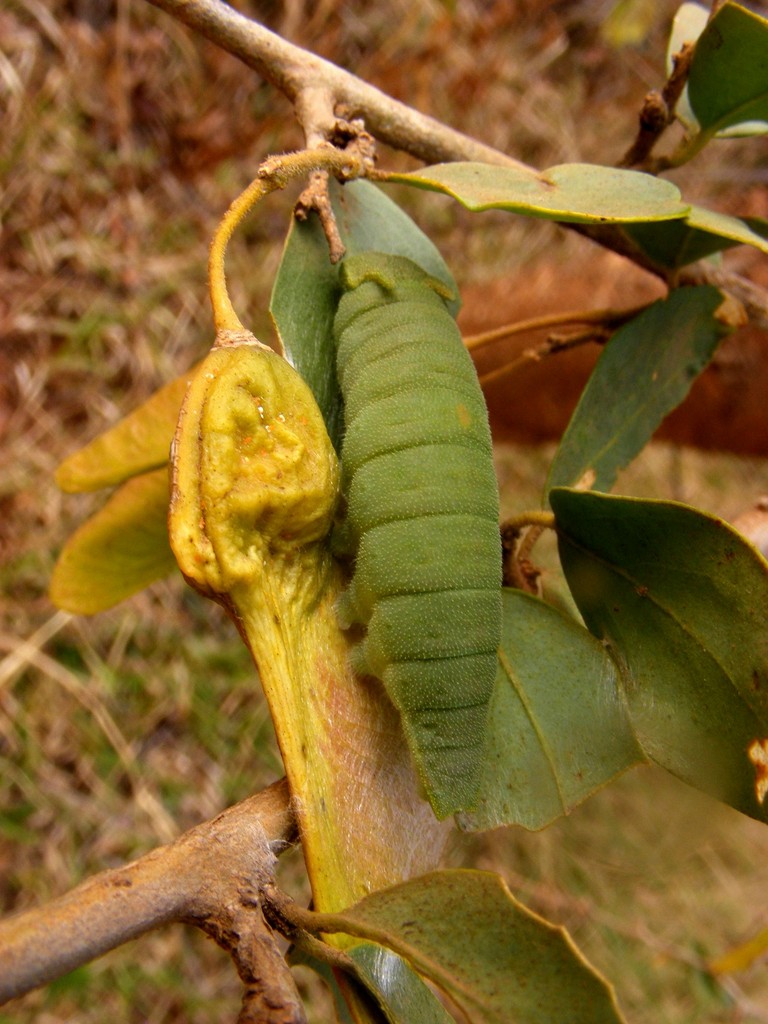 Securidaca longepedunculata Securidaca longepedunculata