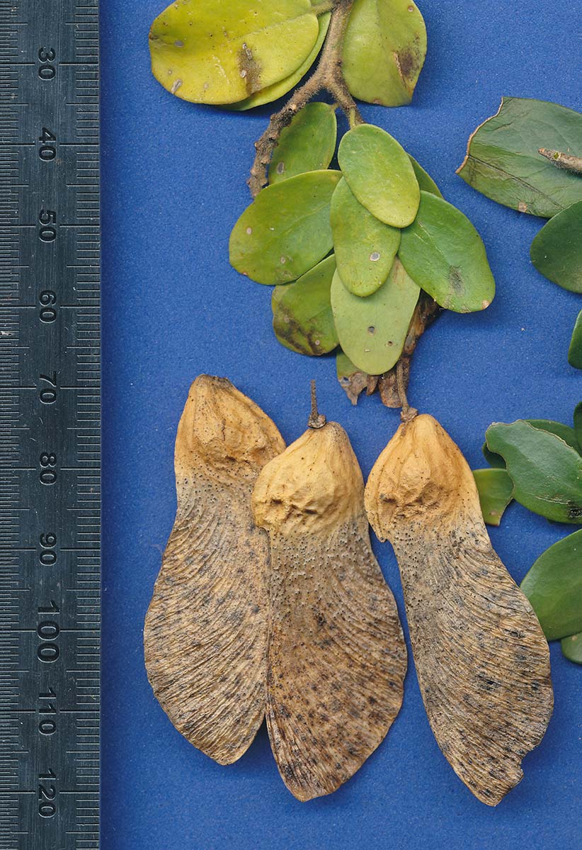 Securidaca longepedunculata Securidaca longepedunculata