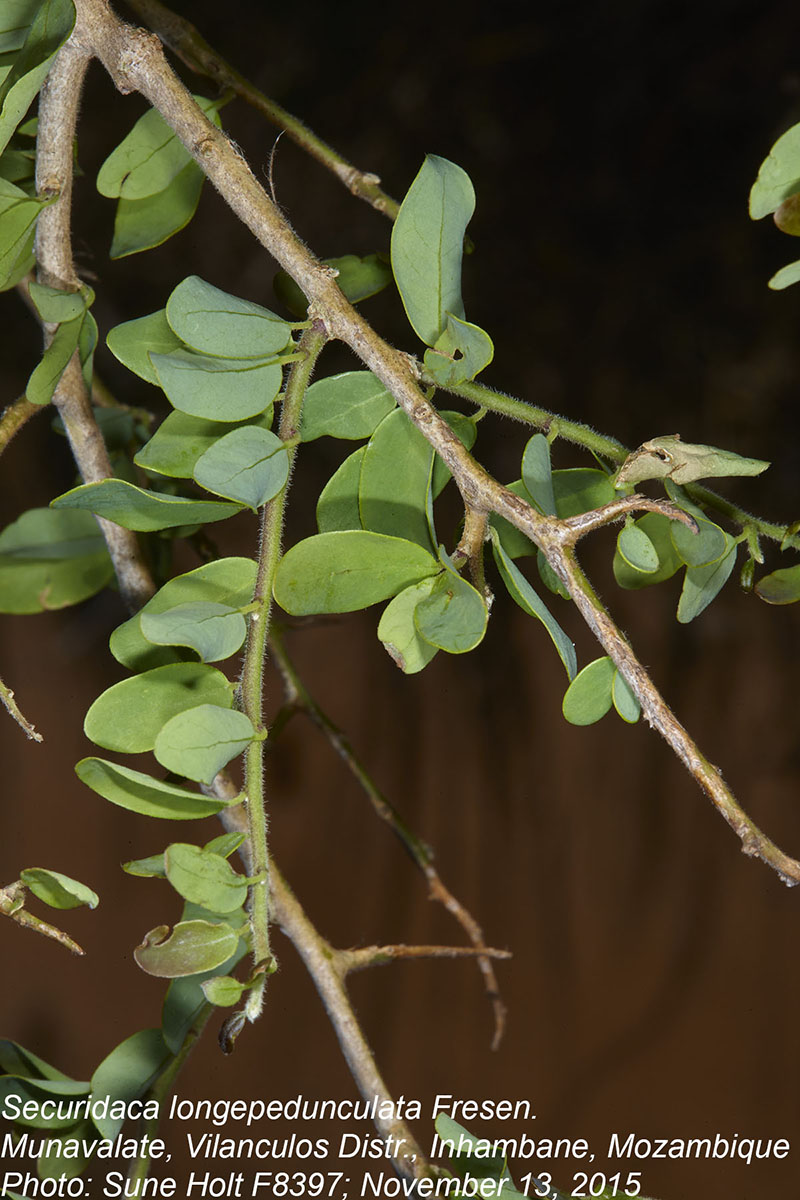 Securidaca longepedunculata Securidaca longepedunculata
