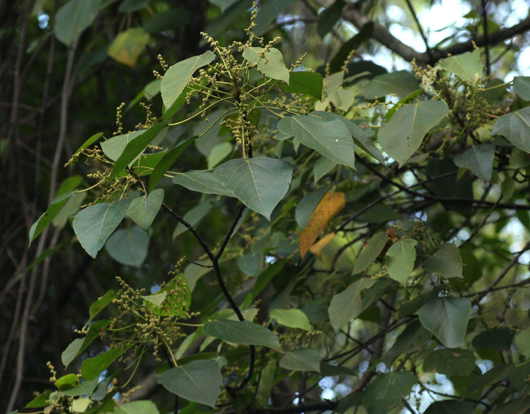Macaranga capensis Macaranga capensis