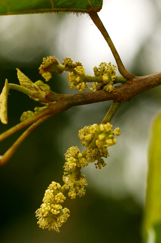 Macaranga mellifera