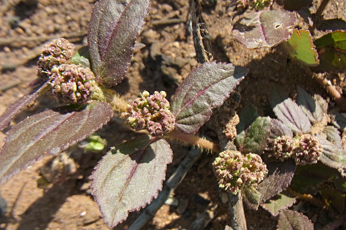 Euphorbia hirta