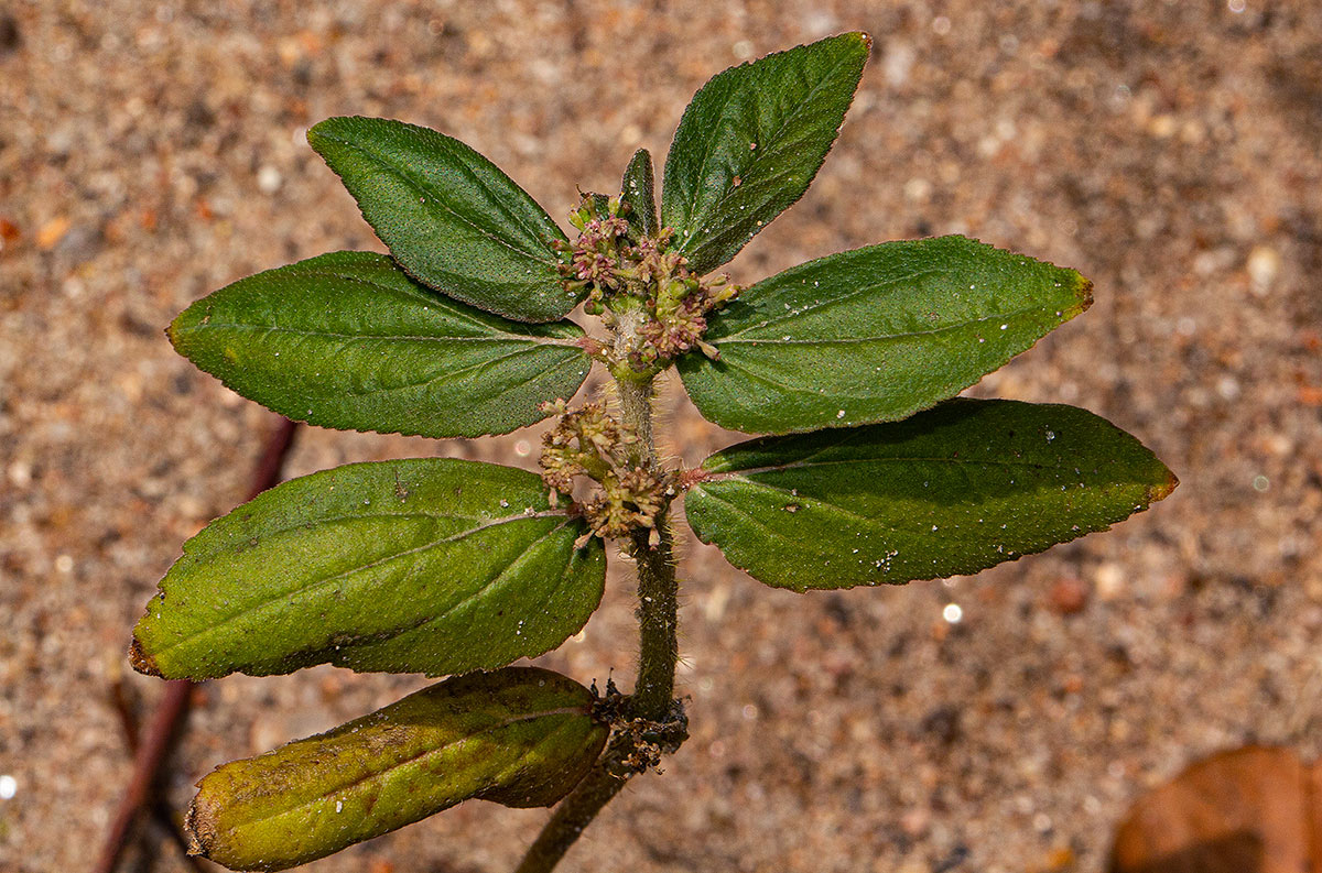 Euphorbia hirta Euphorbia hirta