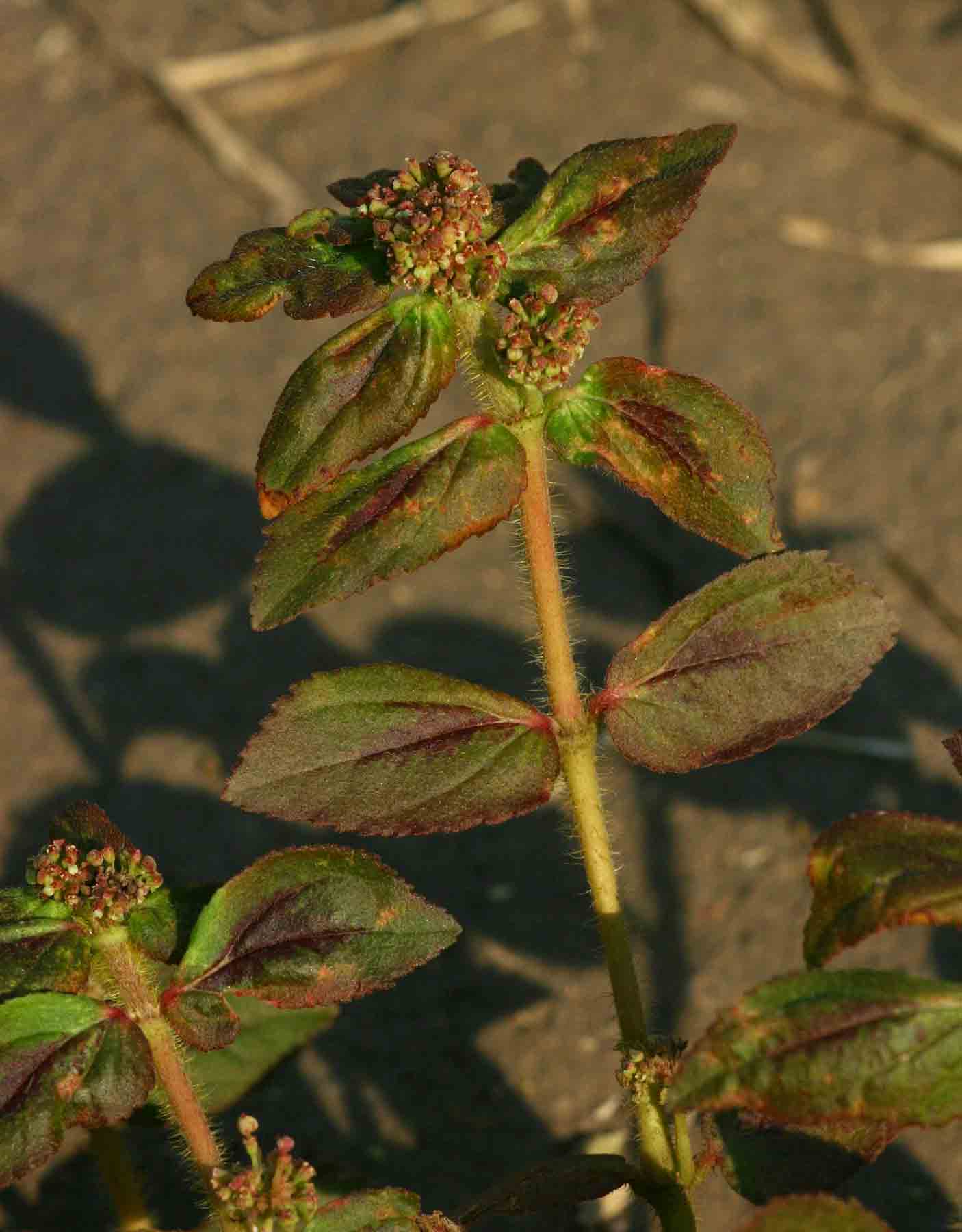 Euphorbia hirta Euphorbia hirta