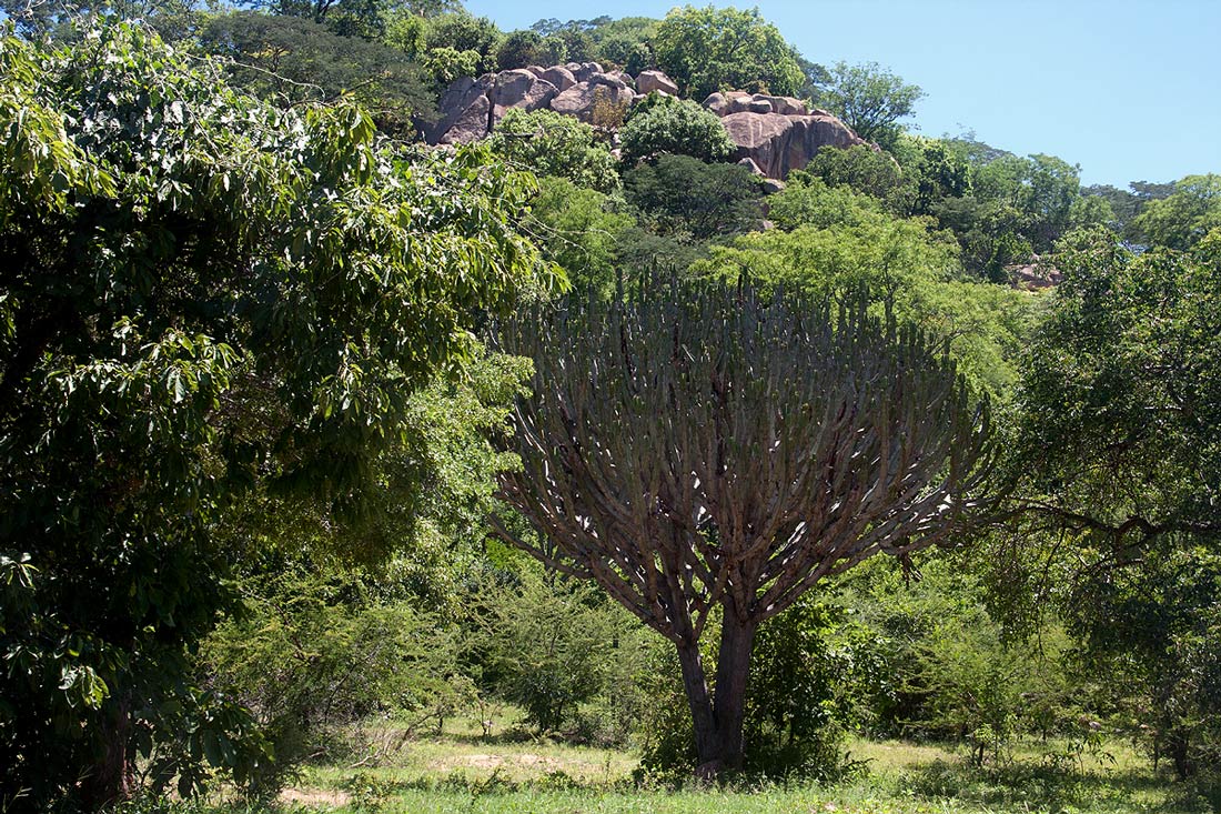 Euphorbia ingens Euphorbia ingens