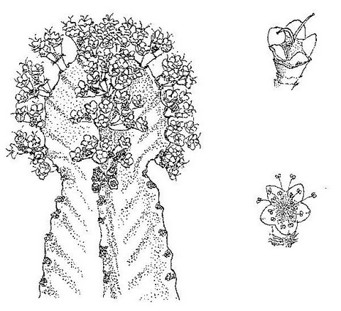 Euphorbia ingens Euphorbia ingens