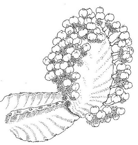 Euphorbia ingens Euphorbia ingens
