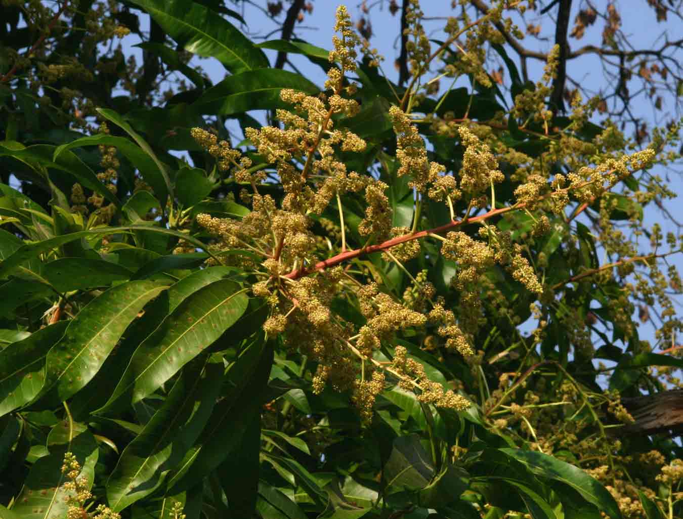 Mangifera indica