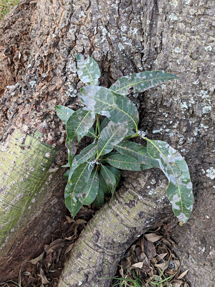 Mangifera indica