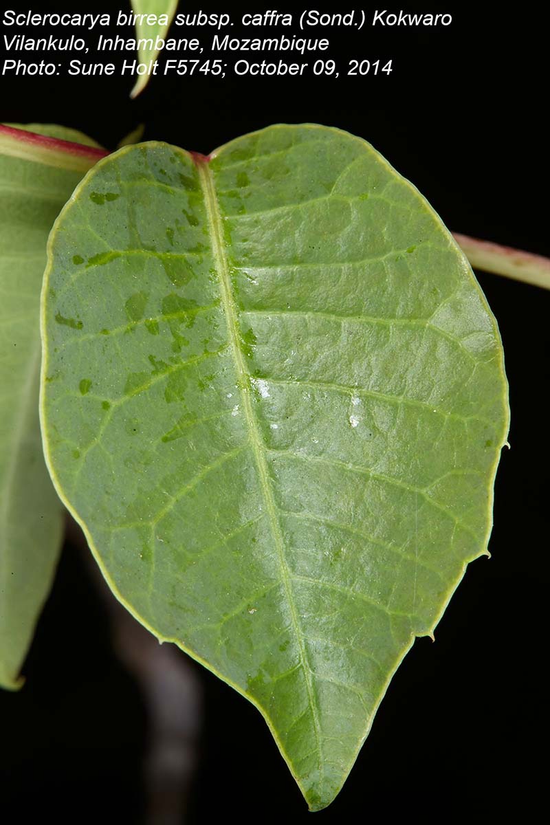 Sclerocarya birrea subsp. afra Sclerocarya birrea subsp. afra