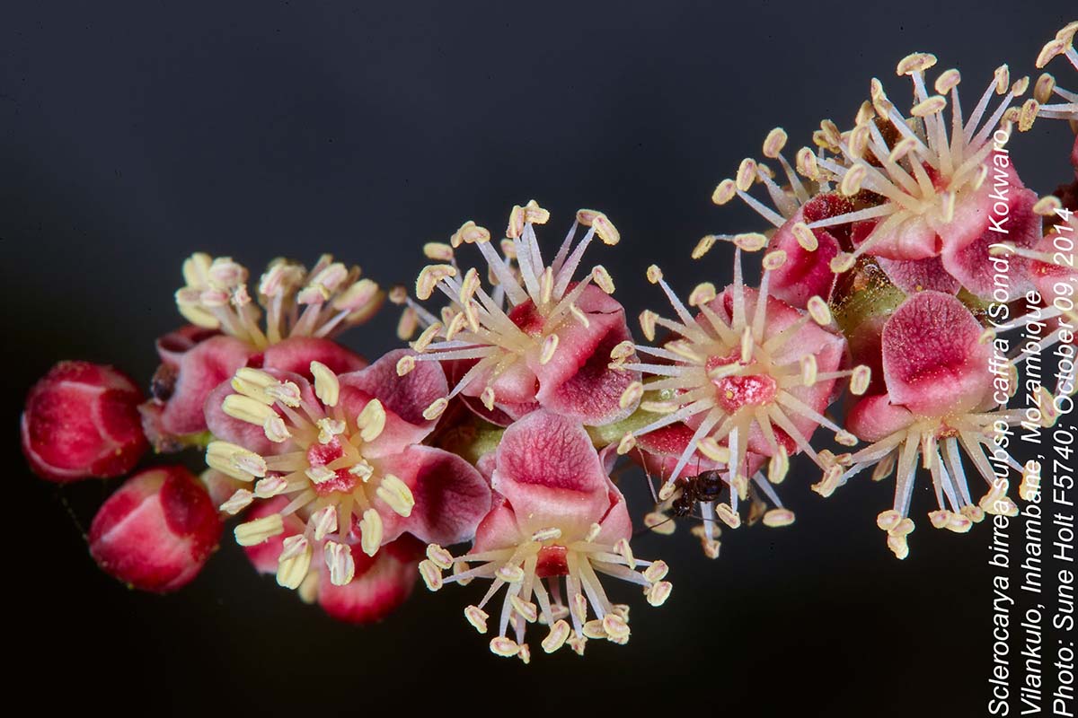 Sclerocarya birrea subsp. afra Sclerocarya birrea subsp. afra