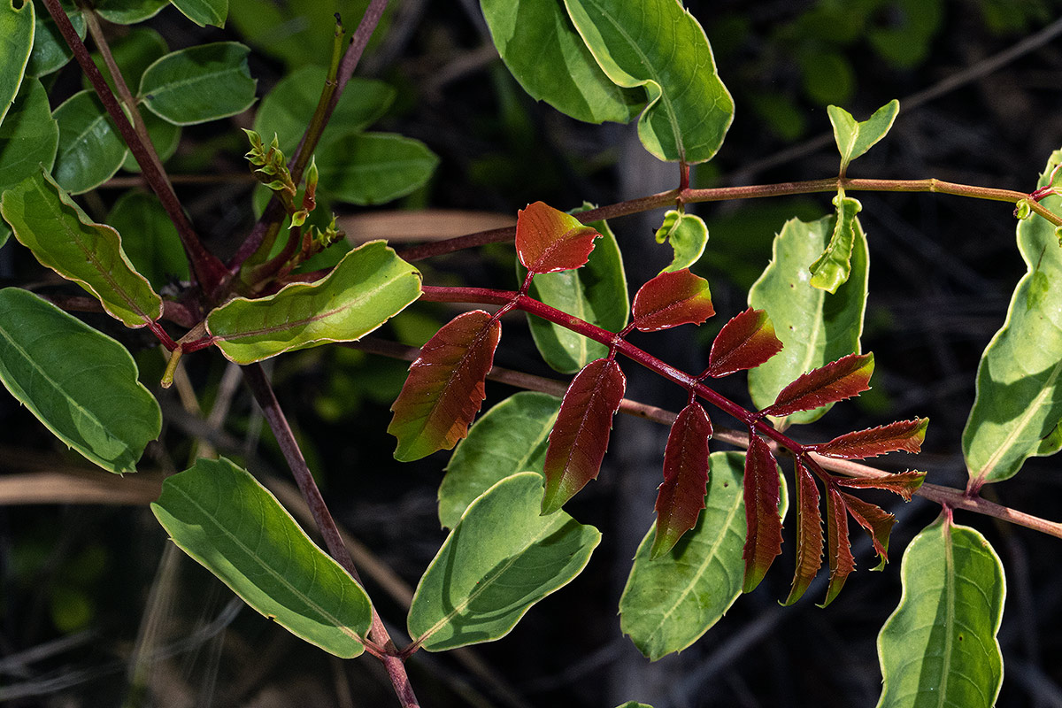 Sclerocarya birrea subsp. afra