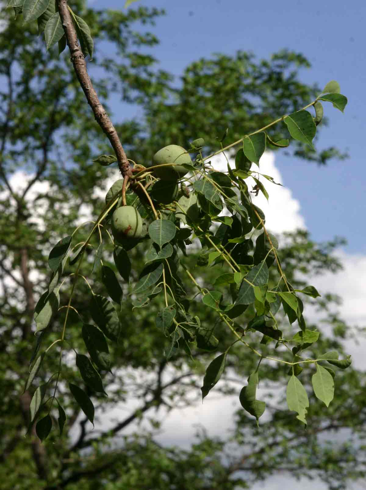 Sclerocarya birrea subsp. afra Sclerocarya birrea subsp. afra