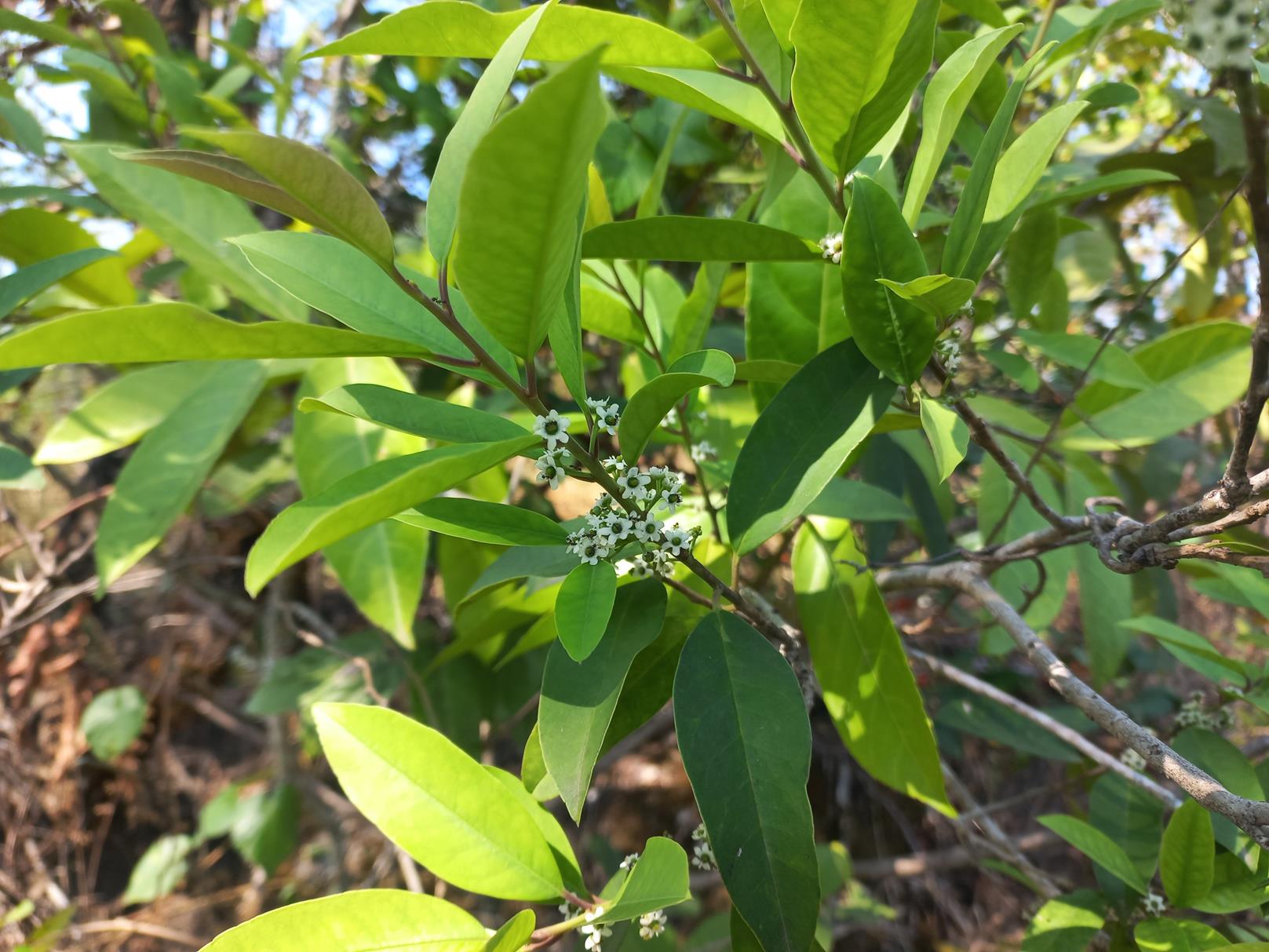 Ilex mitis var. mitis Ilex mitis var. mitis