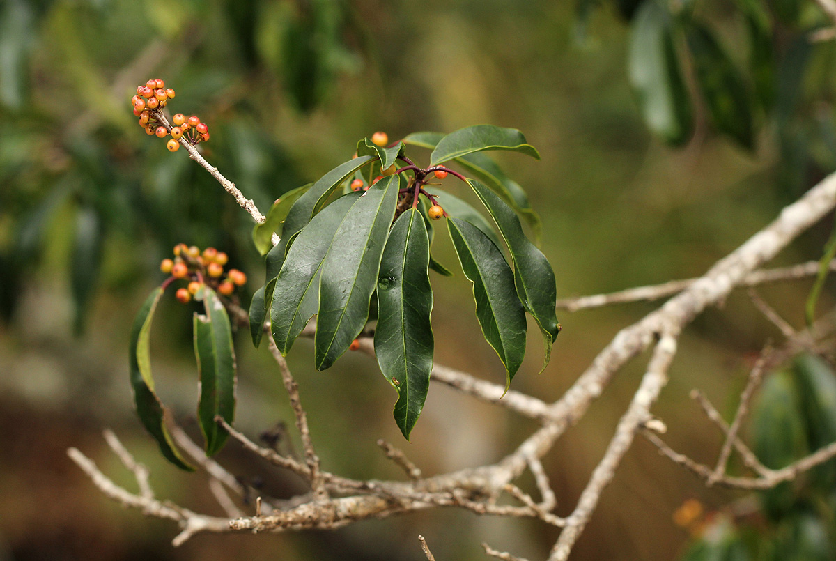 Ilex mitis var. mitis Ilex mitis var. mitis
