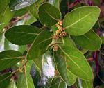 Mystroxylon aethiopicum