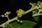 Mystroxylon aethiopicum