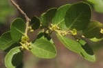 Mystroxylon aethiopicum