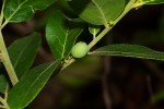 Mystroxylon aethiopicum