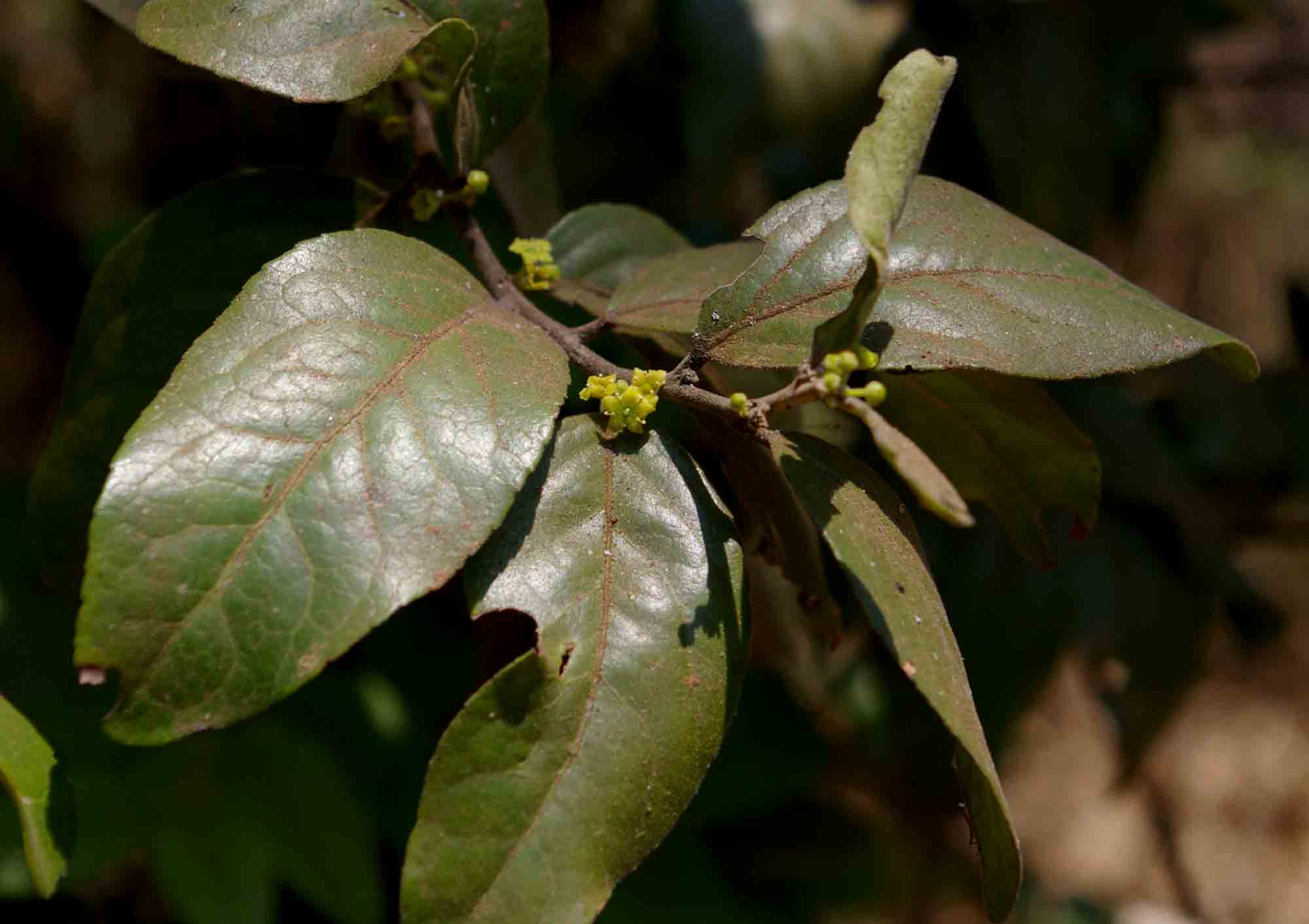 Mystroxylon aethiopicum Mystroxylon aethiopicum