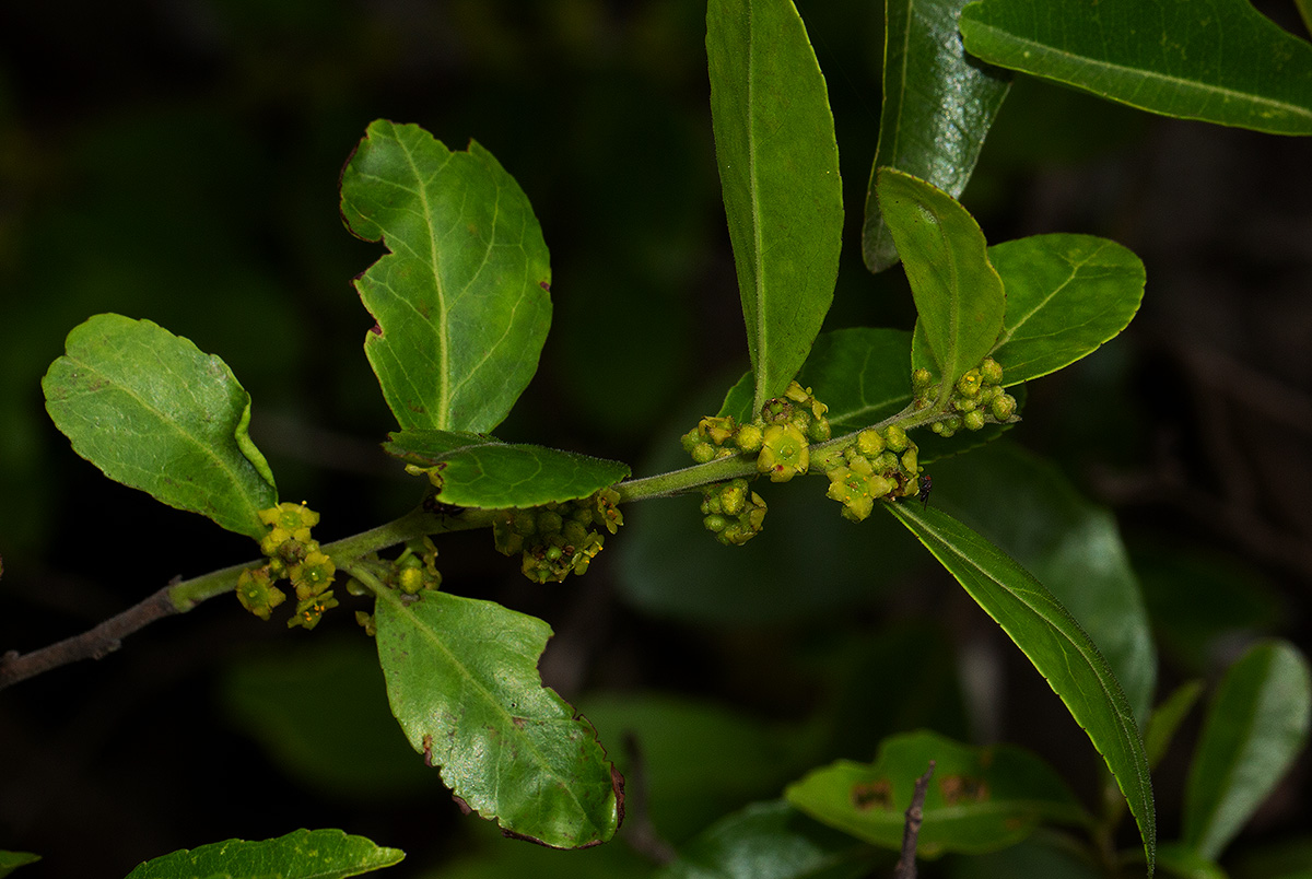 Mystroxylon aethiopicum