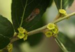 Mystroxylon aethiopicum