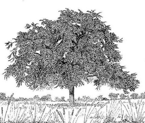 Ziziphus abyssinica