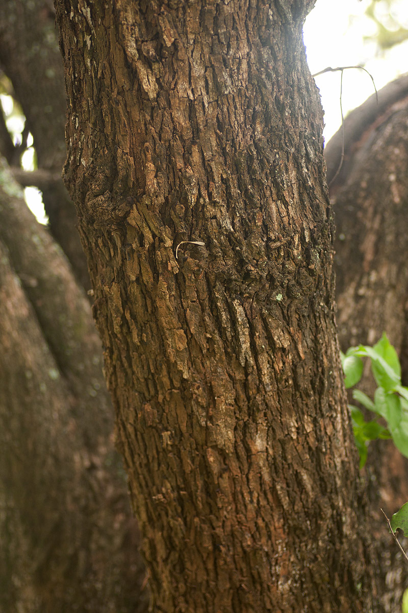 Ziziphus abyssinica Ziziphus abyssinica