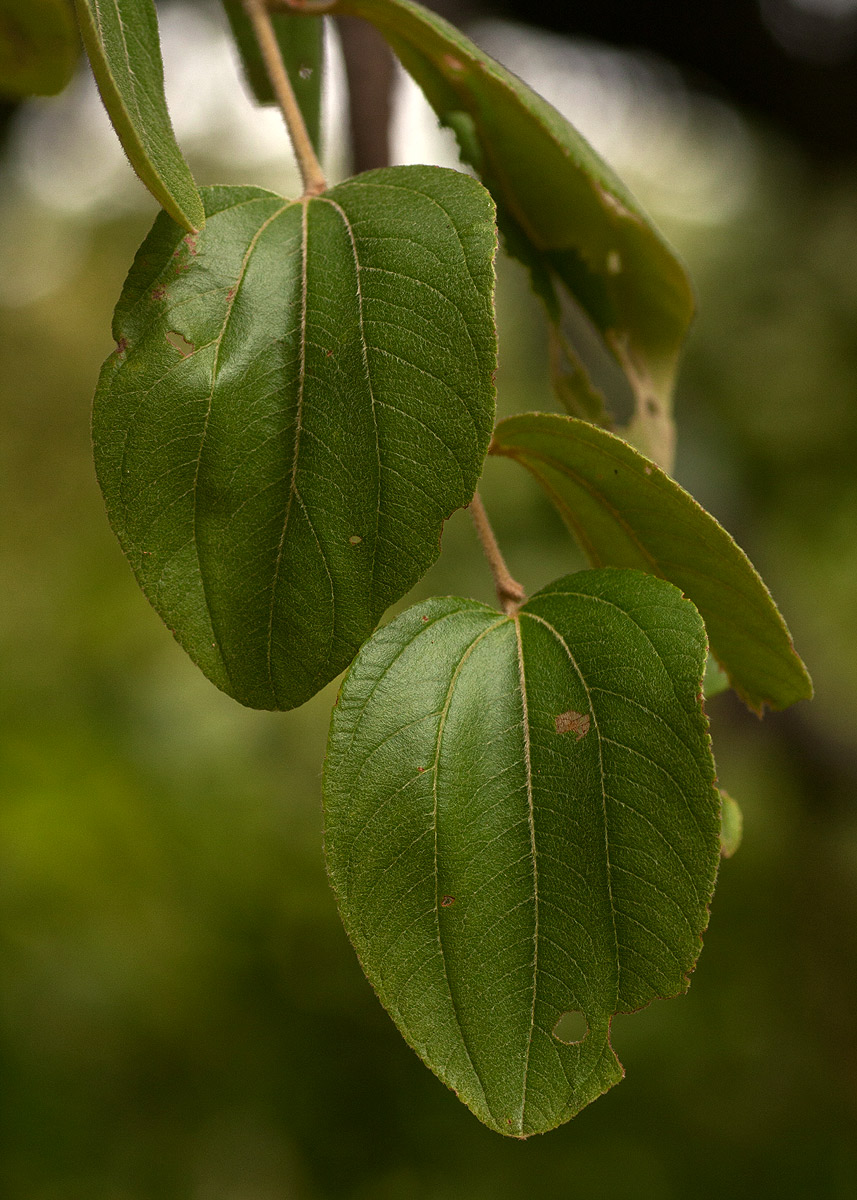 Ziziphus abyssinica Ziziphus abyssinica