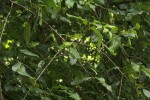 Berchemia discolor