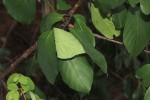 Berchemia discolor
