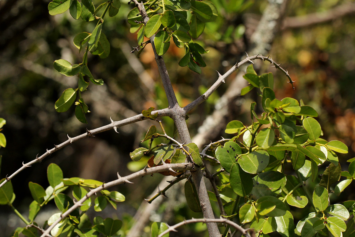 Scutia myrtina Scutia myrtina