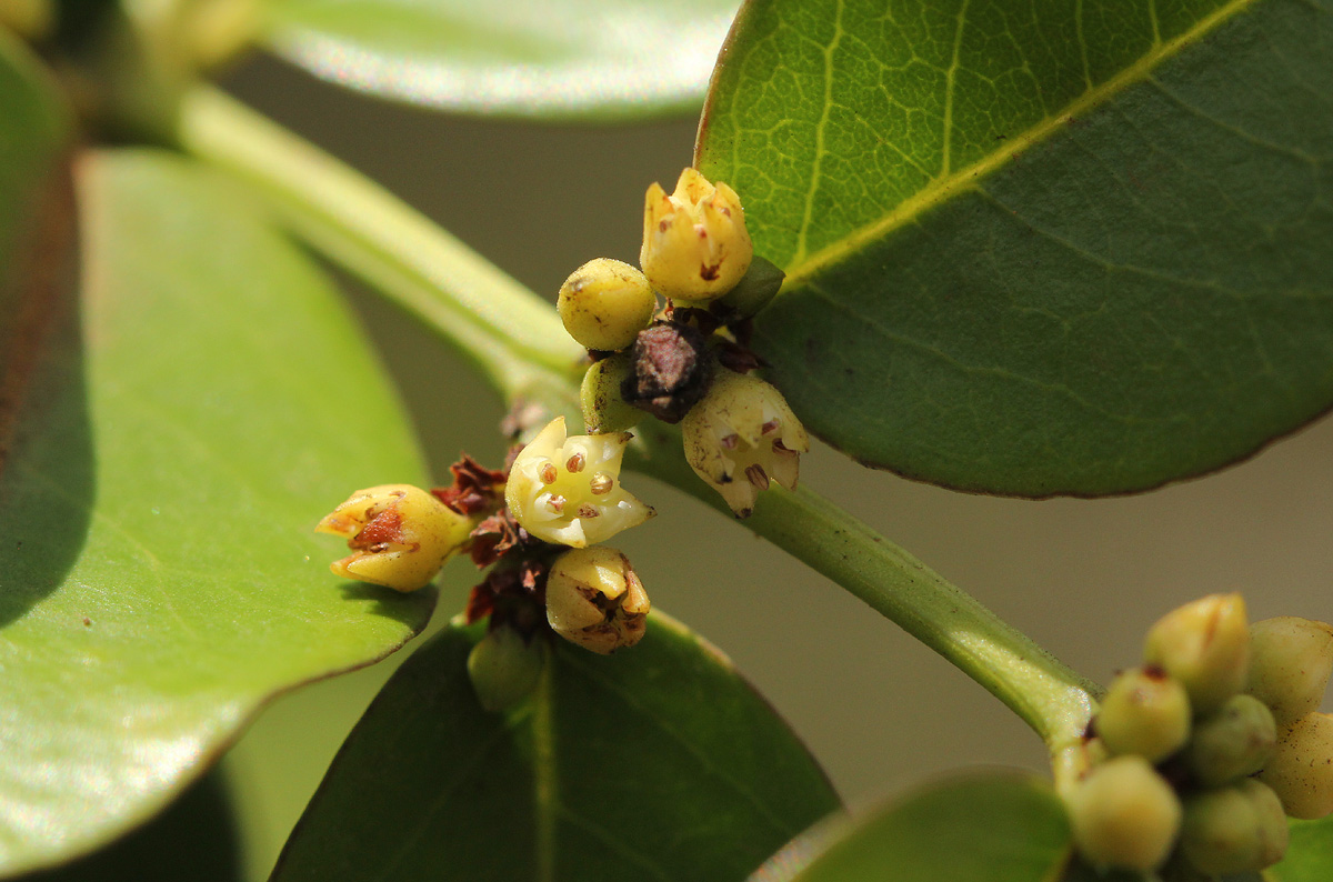 Scutia myrtina Scutia myrtina