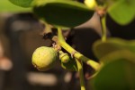 Scutia myrtina