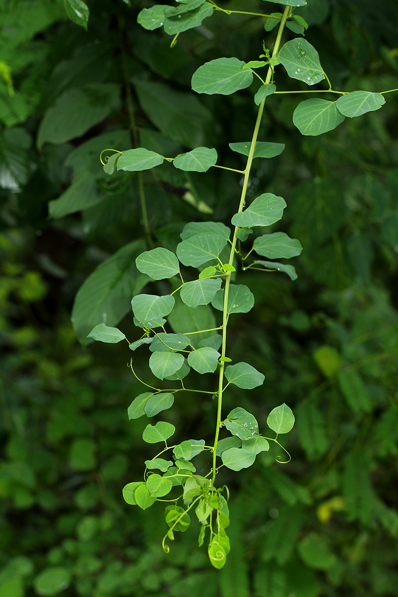 Helinus integrifolius Helinus integrifolius