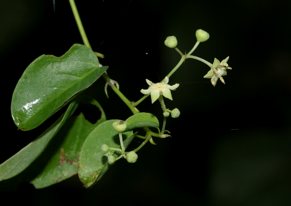 Helinus integrifolius Helinus integrifolius