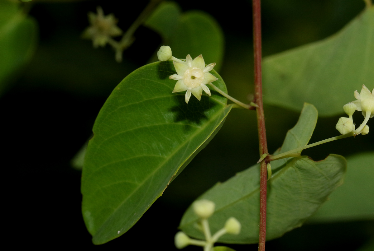 Helinus integrifolius Helinus integrifolius