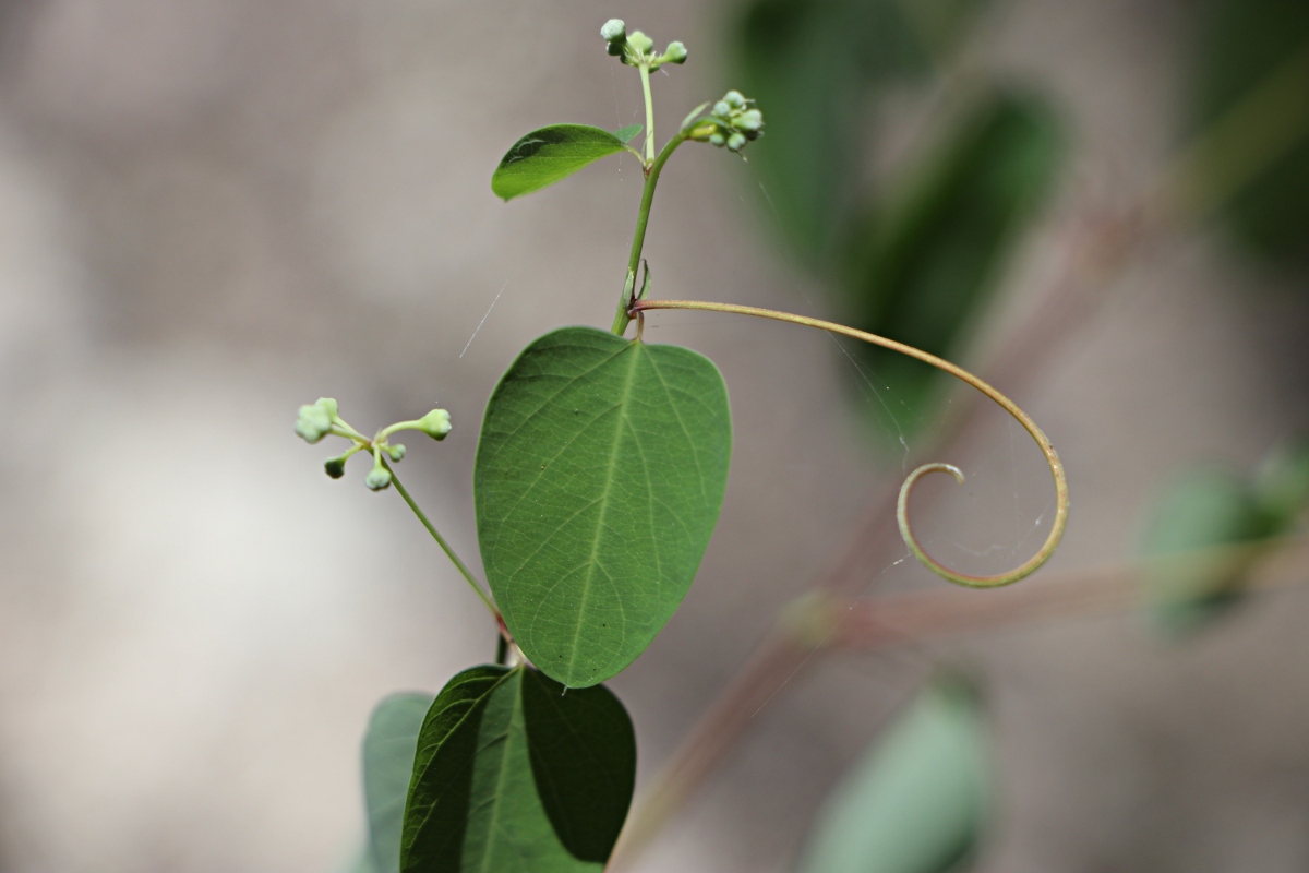 Helinus integrifolius Helinus integrifolius