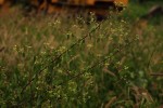 Helinus integrifolius